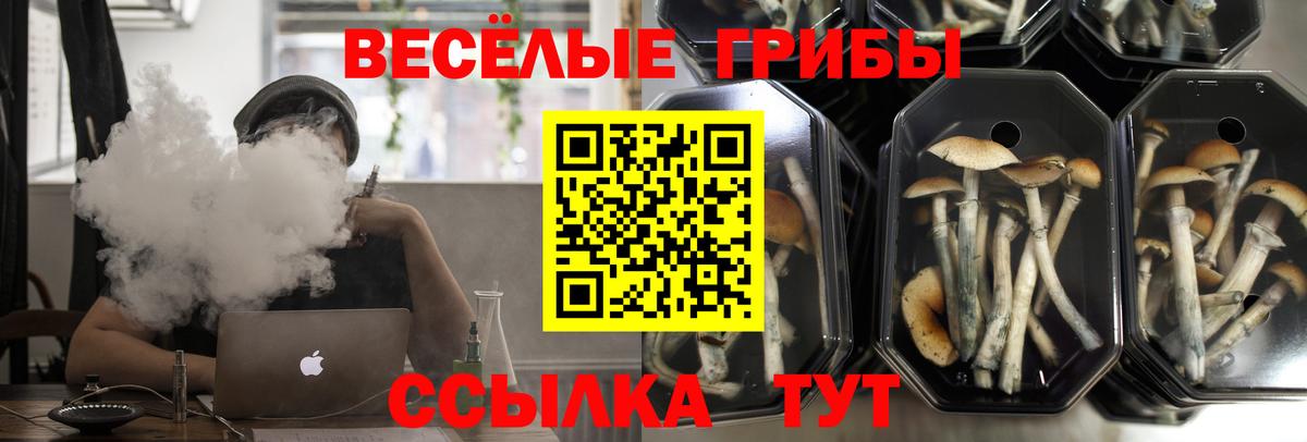 Псилоцибиновые грибы мицелий Черкесск